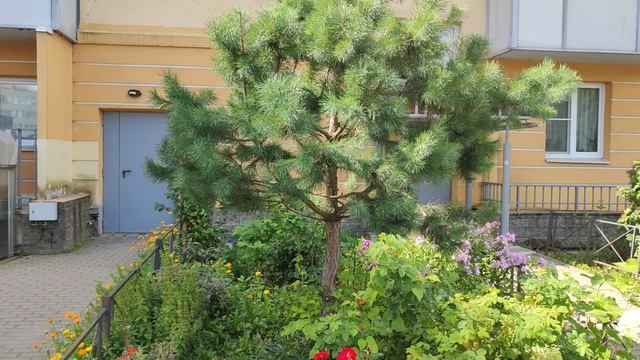 Осиновая роща .