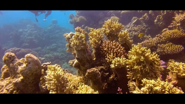 Diving in Marsa Alam [Egypt - Red Sea]
