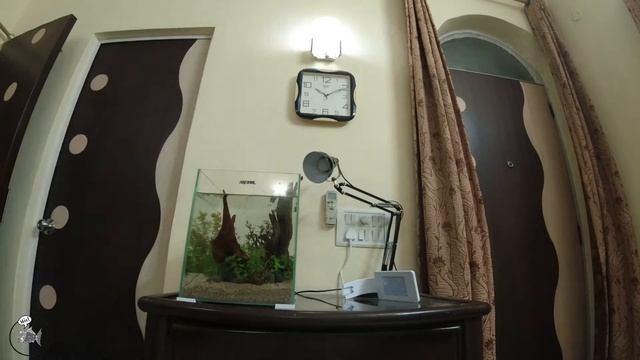 Dirted Betta Cube (Walstad Method Experiment)