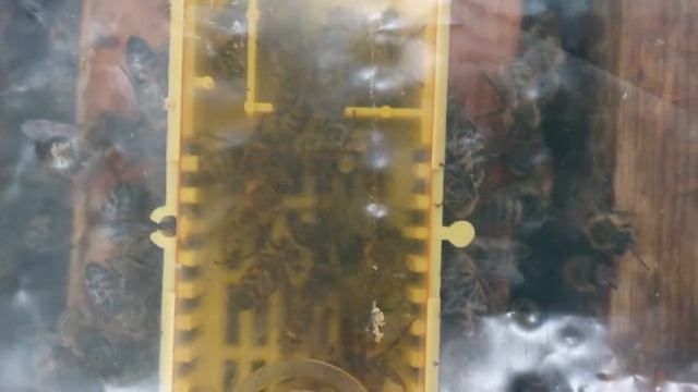 Матки карніка, підсажував по ролику Егошин  Леонид  Ратмирович 16.06.2017