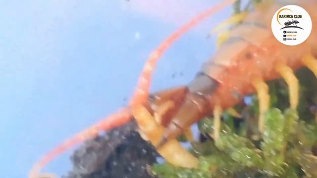 Scolopendra Cingulata Feeding / Scolopendra Centipede