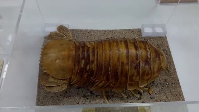 Visita à Exposição MDBio/Zoologia: Sala da biodiversidade - Ambientes marinhos