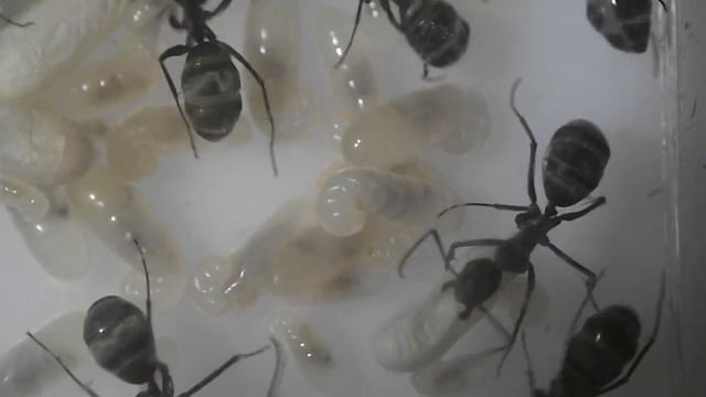 Мои муравьи - Camponotus parius