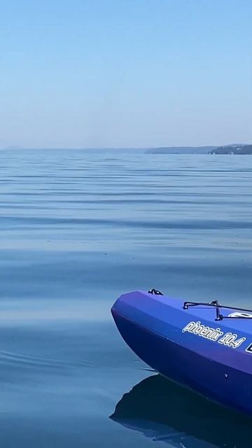 Grey whale while kayaking in Holmes Harbor (08/2022)