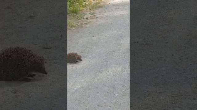 ёжик вышел на дорогу..mp4