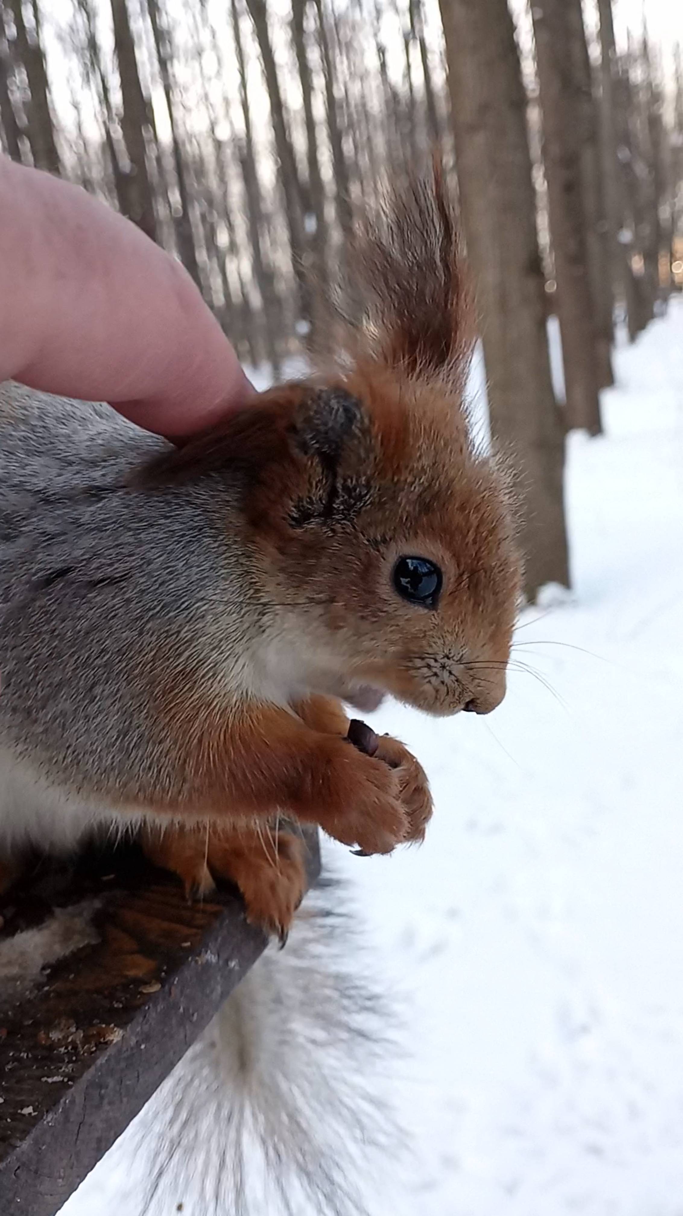 Хорошая белочка