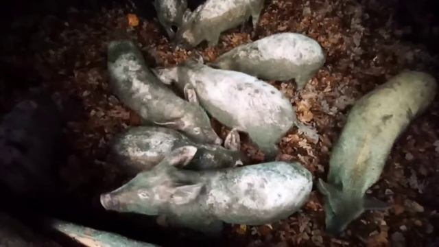 Листья для поросят чумазиков