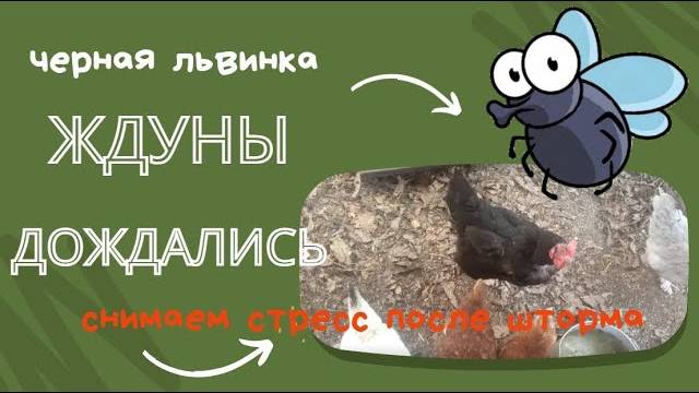 Пробуем черную львинку. Куры, рыбы.