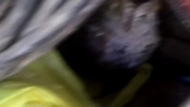 Сова спряталась