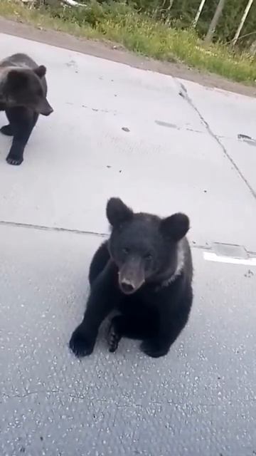 Медведь напал на мужика