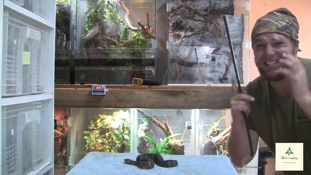 HOW TO CARE FOR OKINAWA PRINCESS HABU VIPERS*they are royalty*