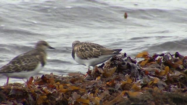 ROSKARL  Ruddy Turnstone  (Arenaria interpres)  Klipp - 2744