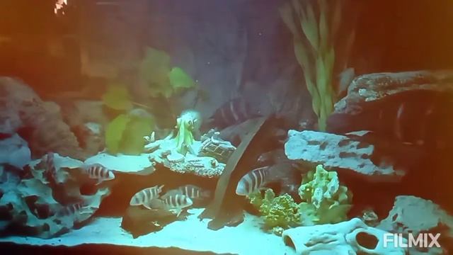 These are my Cyphotilapia Frontosa Burundi