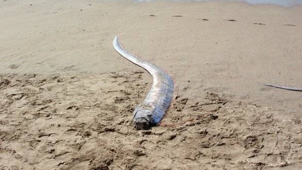 В Мексике два сёрфера нашли сельдяного короля, предвестника апокалипсиса