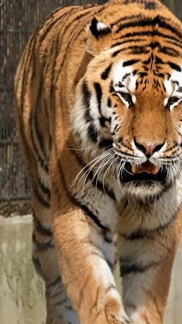 Felinos   gato, leão, tigre, lince, puma, guepardo #shorts