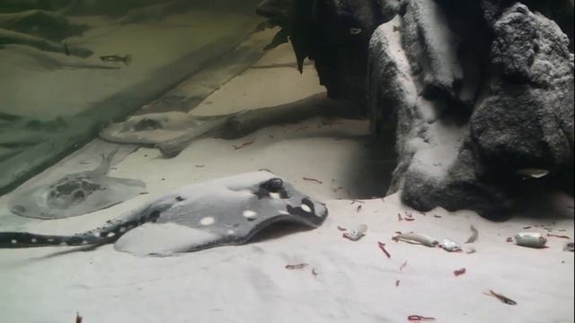 Potamotrygon leopoldi - feeding time