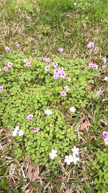 CLOVER FLOWERS