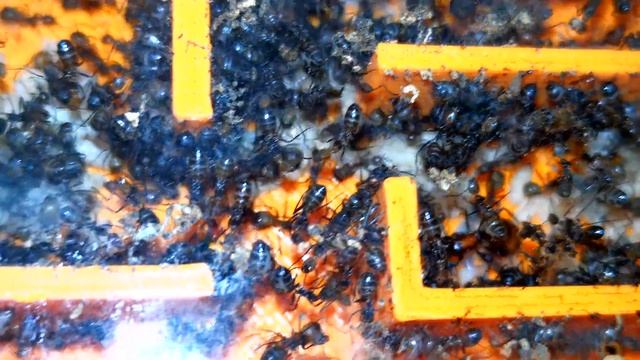 Camponotus nicobarensis colony update #4