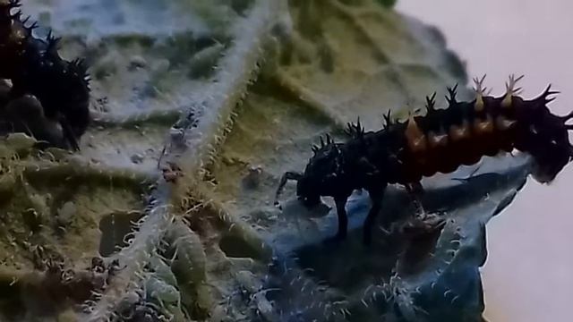 Harmonia axyridis larvae eating aphids