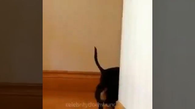 Собака миньон