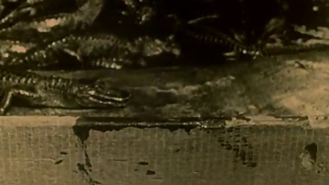 Trip To The California Alligator Farm