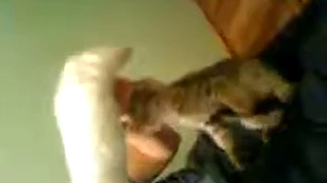 kot tibetskij monah кот*тибетский монах