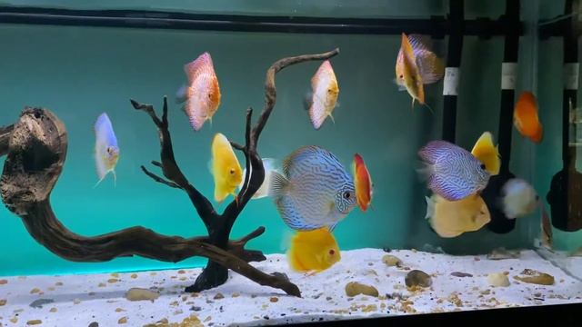 Display Discus tank new color changing lights