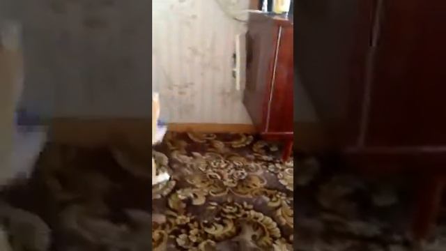 Надоедливый кот!