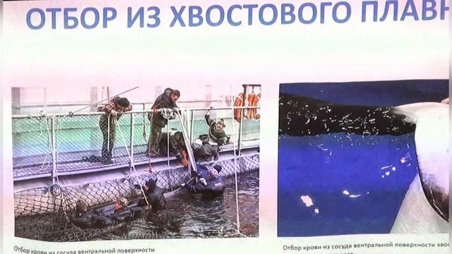 Взятие и анализ проб крови косаток
Белокобыльский Иван Федорович
Главный специалист отдела морских