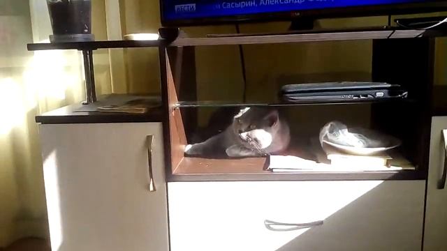 Кошка кайфует