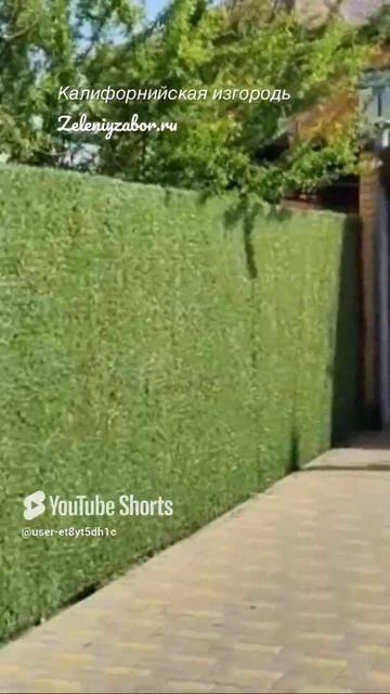 Zeleniyzabor.ru Калифорнийская изгородь.