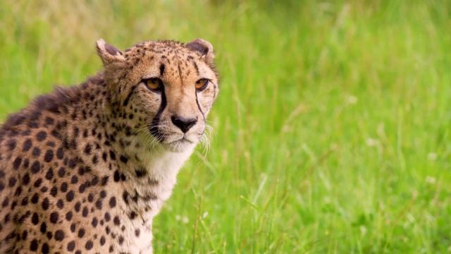 Cheetah Sounds, Listen to Cheetahs with Real Videos | Wild Animal Sounds