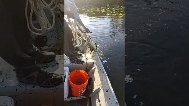 CATCHING 1,000 ALLIGATOR GAR IN 1 CAST NET THROW !! 🚨INSANE🚨 #snook #tarpon #fishing