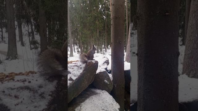 Прогулка в Монрепо. Косули, белочки и красивый зимний пейзаж.