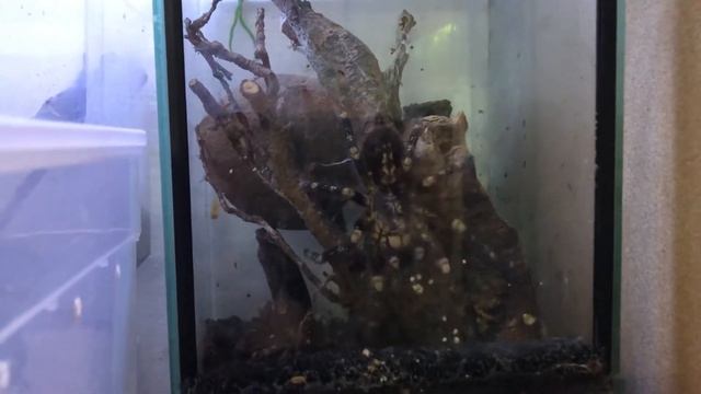 Mating of Poecilotheria subfusca (highland form)