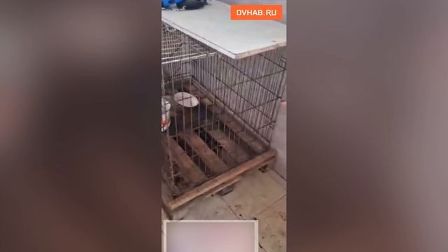 В моче и голоде держали стаффов и буллей в хабаровском питомнике