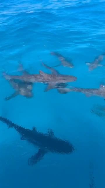 Time for a swim. #sharkweek #travel #ocean