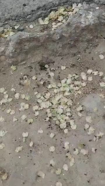 Муравьи🐜#муравьи #муравей#short #shorts #youtube