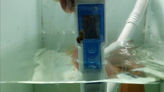 Cara Mudah Mengukur TDS Air untuk Discus dengan TDS meter