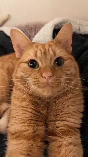 Мы в ВК https://vk.com/life_of_cats
