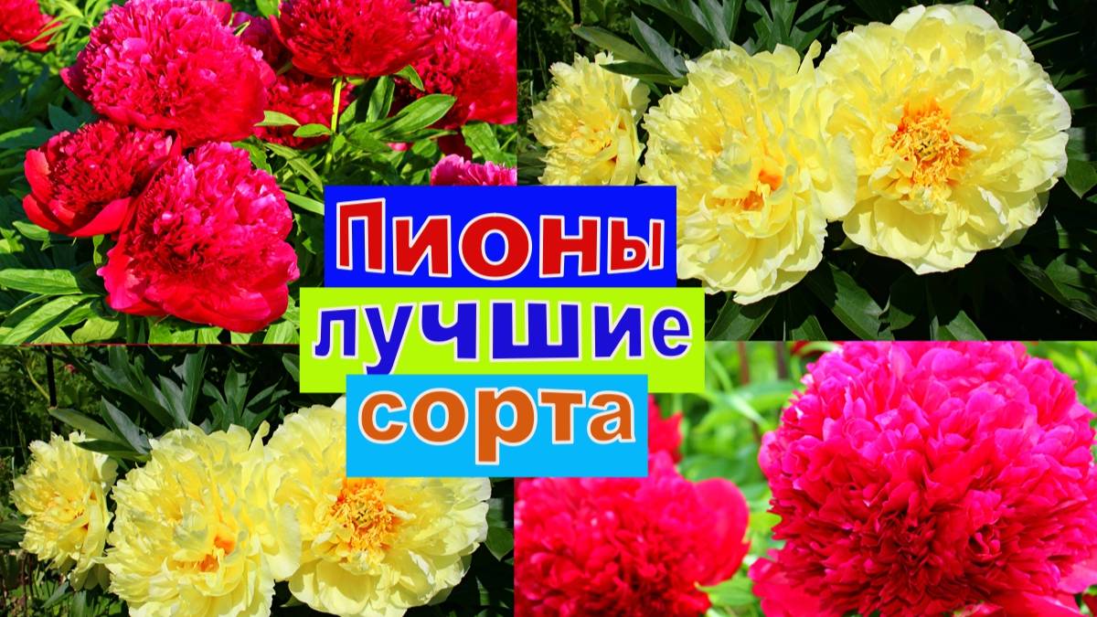 ПИОНЫ ЛУЧШИЕ СОРТА