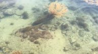 Faviidae, Scleractinia in intertidal zone