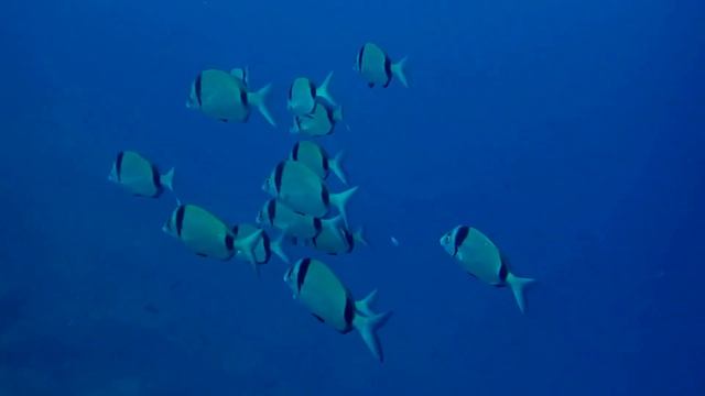 Diplodus vulgaris (Common two-banded seabream)