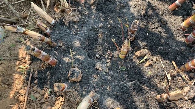 How To Grow Sugar Cane || How To Plant Sugar Cane || Growing Sugar Cane