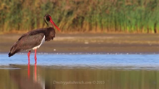 Black Stork birds fishing