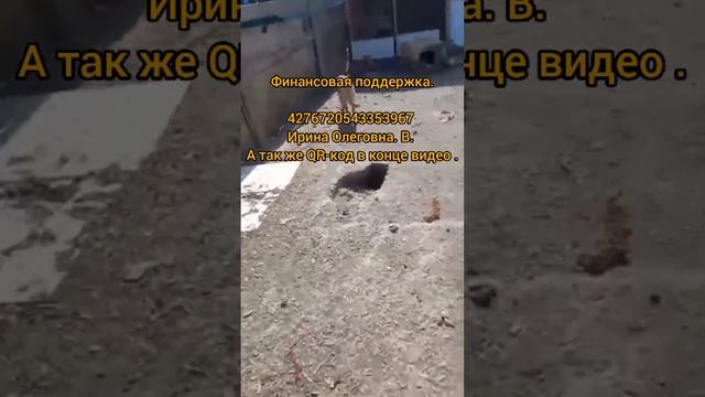 150 собак не чем кормить. ВКонтакте.  https://vk.com/drug_ano