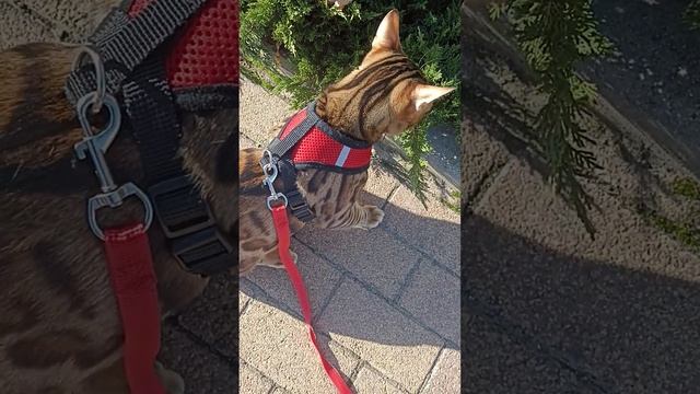 тутор как приучить к прогулке кота (кошку)