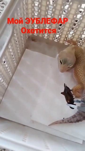 Эублефар охотиться🦎
