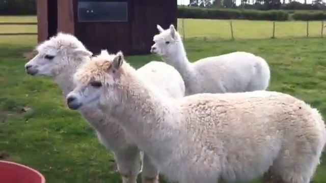 Our fun time at smithy farm