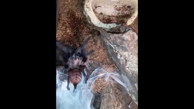 Indian Violet 'Lauradrianna' (Good Footage of Chilobrachys fimbriatus)